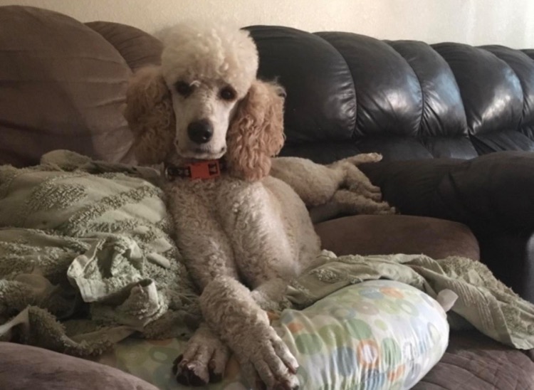 Medium Photo #1 Poodle (Standard) Puppy For Sale in HUBERT, NC, USA