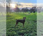 Small #6 Doberman Pinscher
