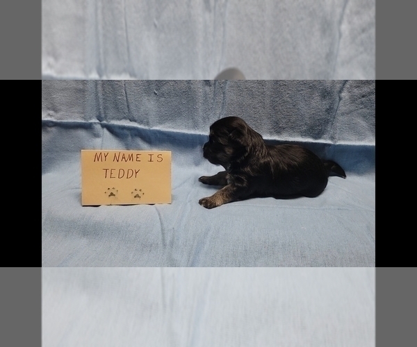 Medium Photo #5 Maltipoo Puppy For Sale in BROOKFIELD, MO, USA