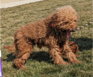 Father of the Irish Doodle puppies born on 03/27/2025