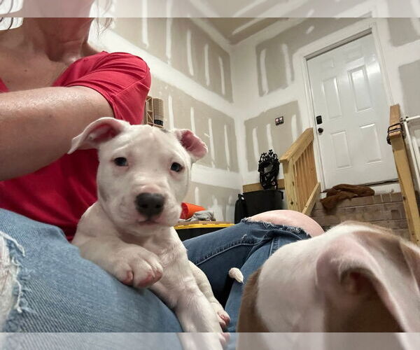 Medium Photo #1 Mutt Puppy For Sale in Holly Springs, NC, USA