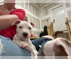 Mutt Dogs for adoption in Holly Springs, NC, USA