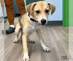 Small Photo #2 Labrador Retriever-Unknown Mix Puppy For Sale in Washington, DC, USA