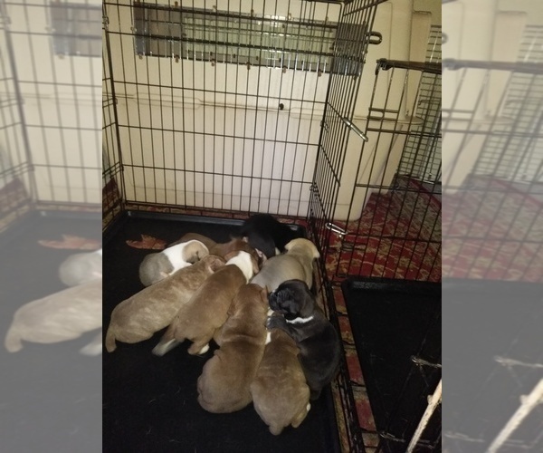 Medium Photo #1 American Bandogge-Brazilian Mastiff Mix Puppy For Sale in ORLANDO, FL, USA