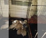 Small Photo #1 American Bandogge-Brazilian Mastiff Mix Puppy For Sale in ORLANDO, FL, USA