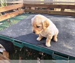 Small #2 Golden Retriever