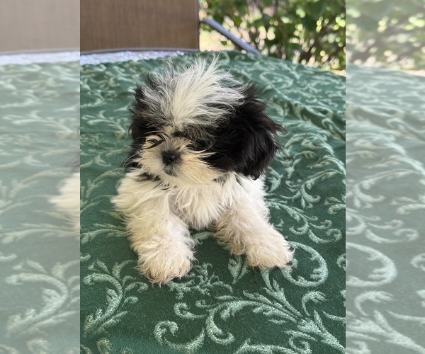 Medium Photo #3 Shih Tzu Puppy For Sale in CANTONMENT, FL, USA
