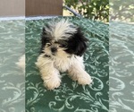 Sassy - Female Shih Tzu Puppy for Sale - Photo #3