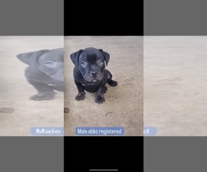 American Bully Puppy for sale in WEST DEPTFORD, NJ, USA