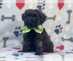 Small Photo #6 Poodle (Miniature)-Shorkie Tzu Mix Puppy For Sale in LAKELAND, FL, USA