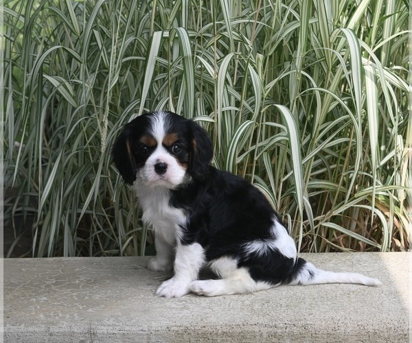Medium Photo #2 Cavalier King Charles Spaniel Puppy For Sale in MILLERSBURG, OH, USA
