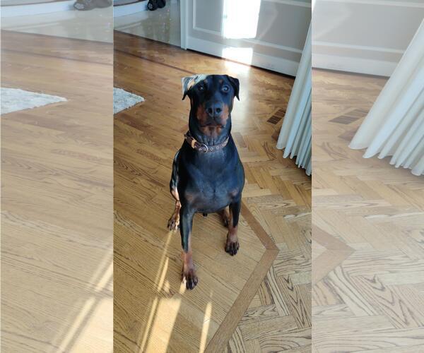 Medium Photo #2 Doberman Pinscher Puppy For Sale in Minneaoplis, MN, USA