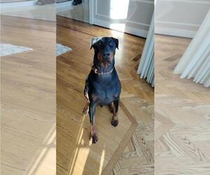 Zeus - Forever Foster - Male Doberman Pinscher Dog for Adoption - Photo #2