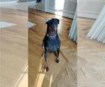 Small #1 Doberman Pinscher