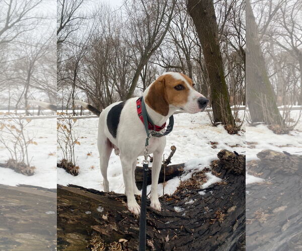 Medium Photo #6 English Coonhound-Harrier Mix Puppy For Sale in Minneapolis, MN, USA