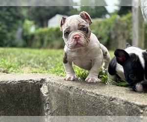 American Bully Puppy for Sale in LANCASTER, Pennsylvania USA