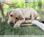 Small #8 Labrador Retriever