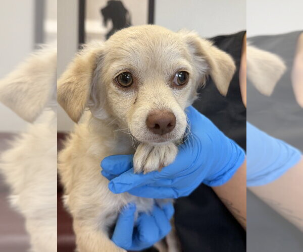 Medium Photo #1 Chiweenie Puppy For Sale in San Diego , CA, USA