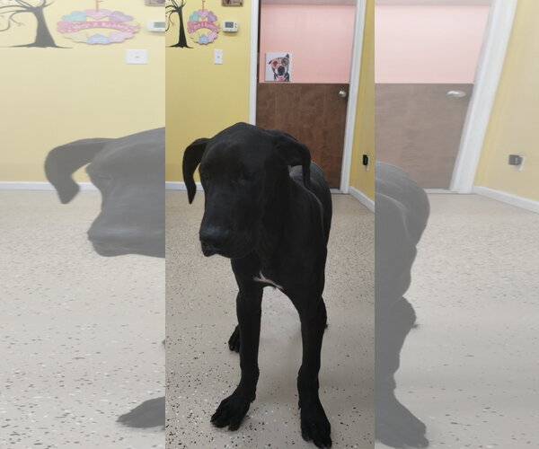 Medium Photo #1 Great Dane Puppy For Sale in York, SC, USA