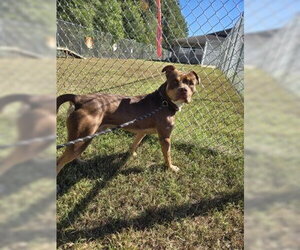 Mutt Dogs for adoption in Glen Allen, VA, USA