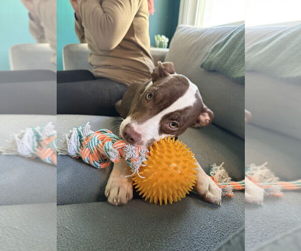 Medium Photo #3 Mutt Puppy For Sale in Wenonah, NJ, USA