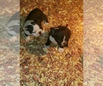 Small Photo #3 Boston Terrier Puppy For Sale in SWANSEA, SC, USA