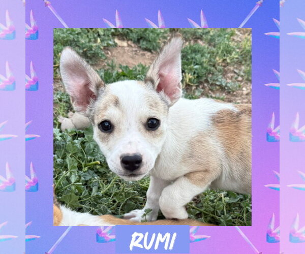 Medium Photo #1 Rat Terrier-Unknown Mix Puppy For Sale in Littleton, CO, USA