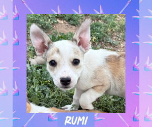 Rat Terrier-Unknown Mix Dogs for adoption in Littleton, CO, USA