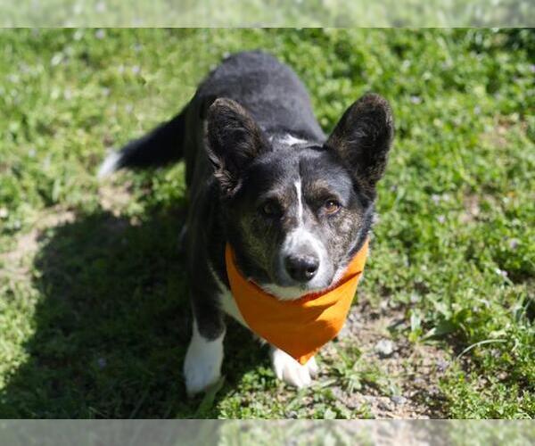 Medium Photo #1 Pembroke Welsh Corgi Puppy For Sale in Placerville, CA, USA