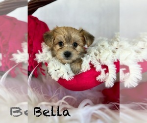 Morkie Puppy for sale in ROCK STREAM, NY, USA