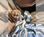 Small #5 Beagle