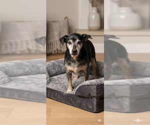 Chiweenie Dogs for adoption in Vail, AZ, USA