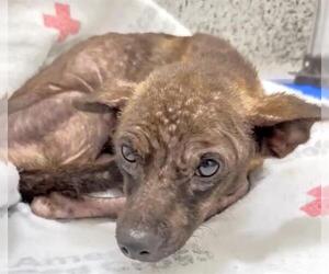 Chihuahua Dogs for adoption in Houston, TX, USA