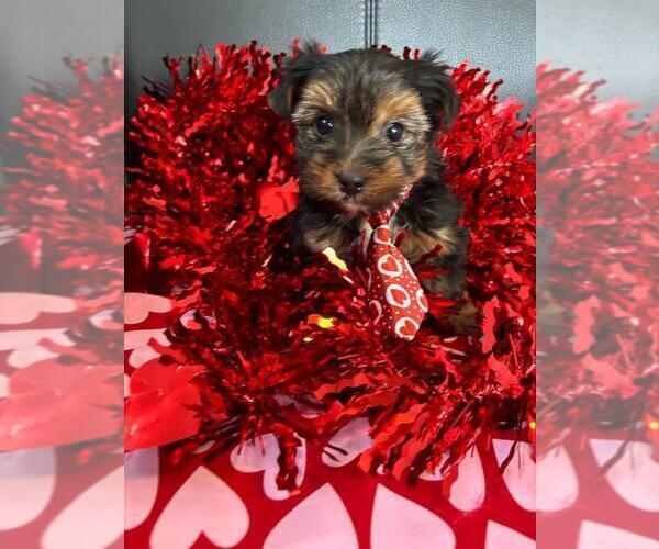 Medium Photo #4 Yorkshire Terrier Puppy For Sale in GREENWOOD, IN, USA