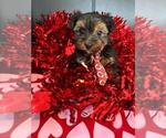 Small #3 Yorkshire Terrier