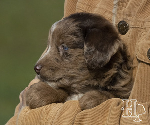 Miniature Australian Shepherd-Poodle (Standard) Mix Puppy for Sale in ELLENBORO, North Carolina USA