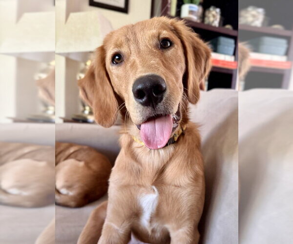 Medium Photo #5 Golden Retriever Puppy For Sale in Evansville, IN, USA