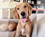 Small #4 Golden Retriever