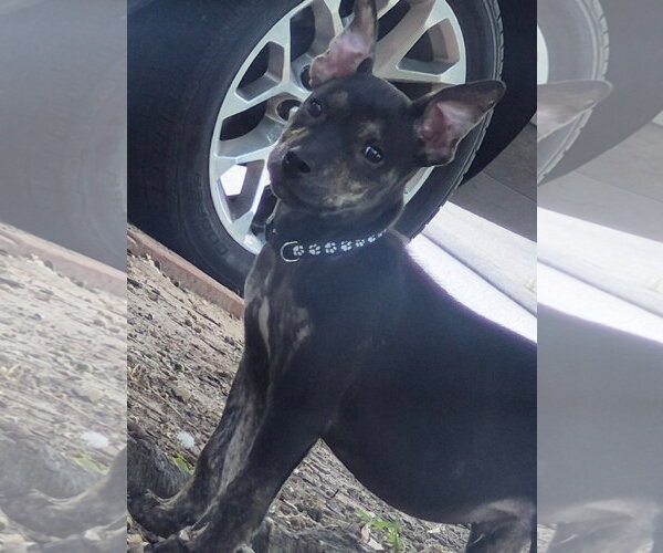 Medium Photo #1 Labrador Retriever-Unknown Mix Puppy For Sale in The Woodlands, TX, USA