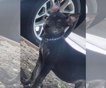 Gereral Tso - Male Labrador Retriever-Unknown Mix Dog for Adoption - Small photo