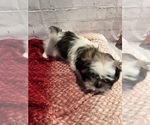Small Photo #4 Shih Tzu Puppy For Sale in ROSEVILLE, OH, USA