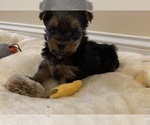 Small Photo #1 Yorkshire Terrier Puppy For Sale in DAVIE, FL, USA