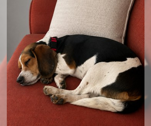 Medium Photo #5 Beagle Puppy For Sale in Dunnellon, FL, USA