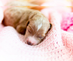 Small Photo #6 Goldendoodle Puppy For Sale in FREDERICA, DE, USA
