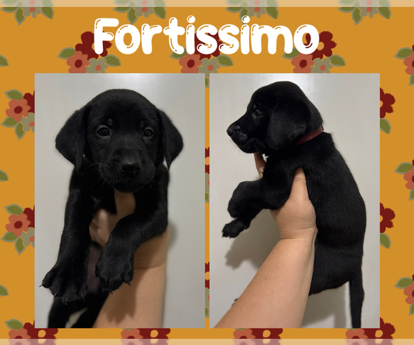 Medium Photo #1 Labrador Retriever Puppy For Sale in ASHEBORO, NC, USA