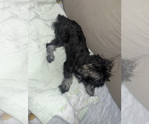 Schnauzer (Standard) Puppy for sale in DALLAS, TX, USA