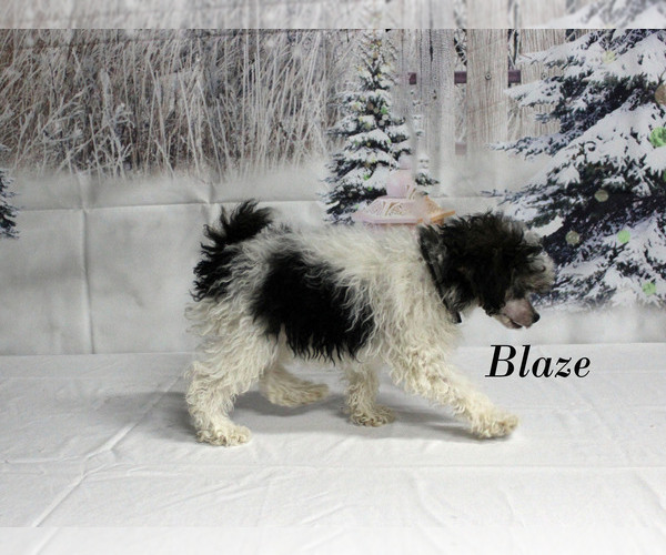 Medium Photo #17 Poodle (Toy) Puppy For Sale in CHANUTE, KS, USA