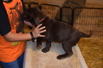 Small Photo #2 Labrador Retriever Puppy For Sale in MERRIAM, KS, USA
