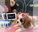 Small #5 Cavalier King Charles Spaniel