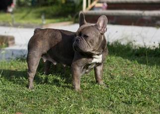 Father of the French Bulldog puppies born on 07/25/2017